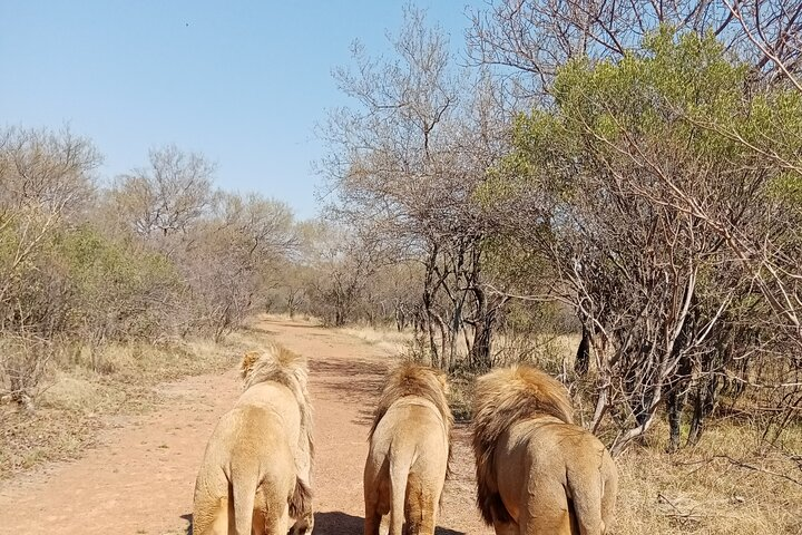 Guided Walking with Lions Bush-walk Tour - Photo 1 of 6